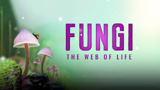 Fungi: Web of Life